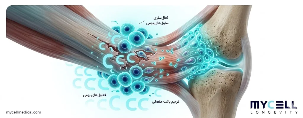 بیماری‌های قابل درمان با سلول‌های بنیادی