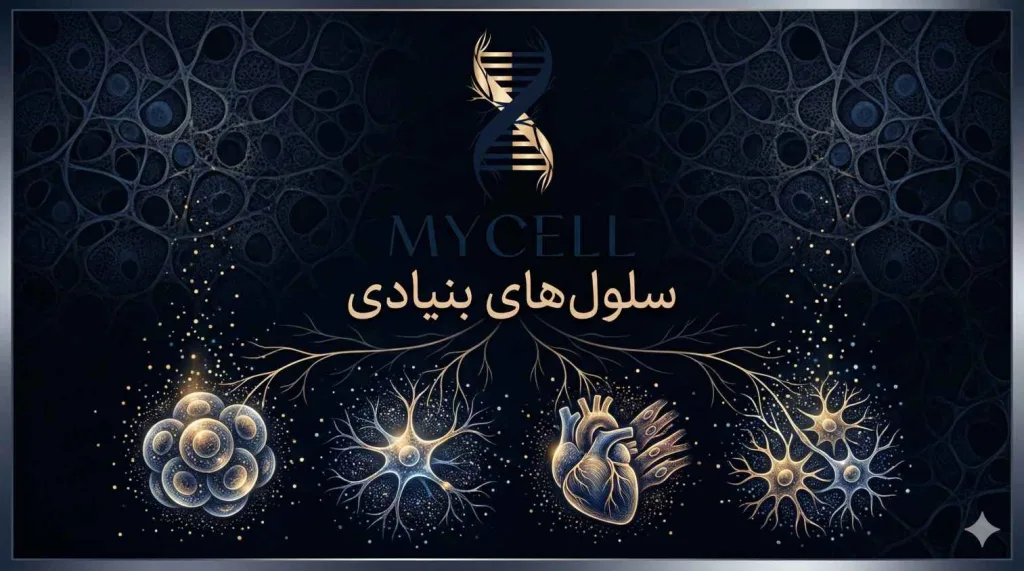 سلول های بنیادی از کجا گرفته می شود