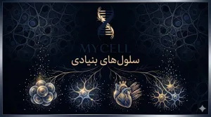 سلول های بنیادی از کجا گرفته می شود